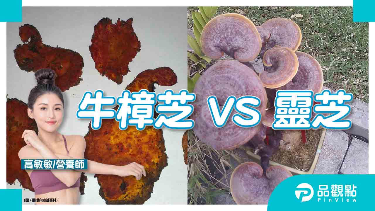 牛樟芝、靈芝分不清楚？一張圖表秒讓你秒懂，這類人最需要吃！