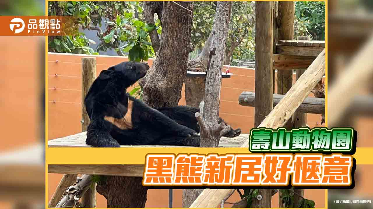 壽山動物園改建新居環境優  黑熊豐富行為樣態好愜意