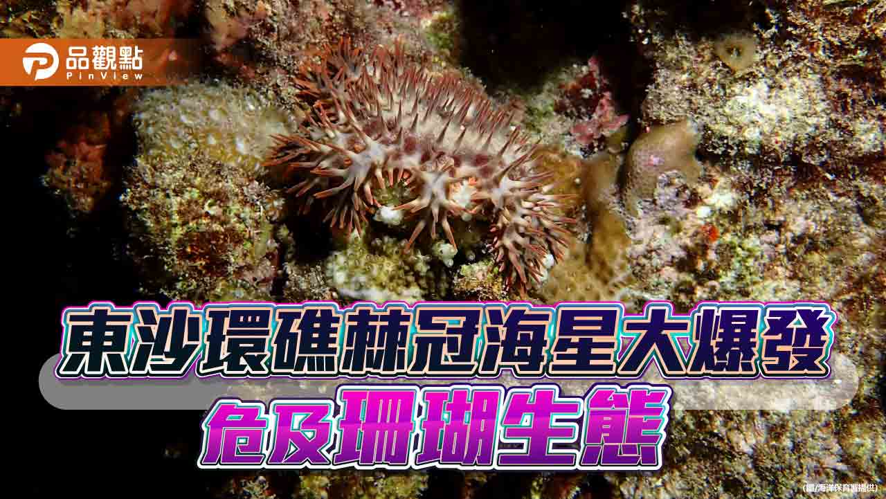 東沙環礁棘冠海星大爆發危及珊瑚生態  海保署:在國家公園內 將提供經驗並予協助