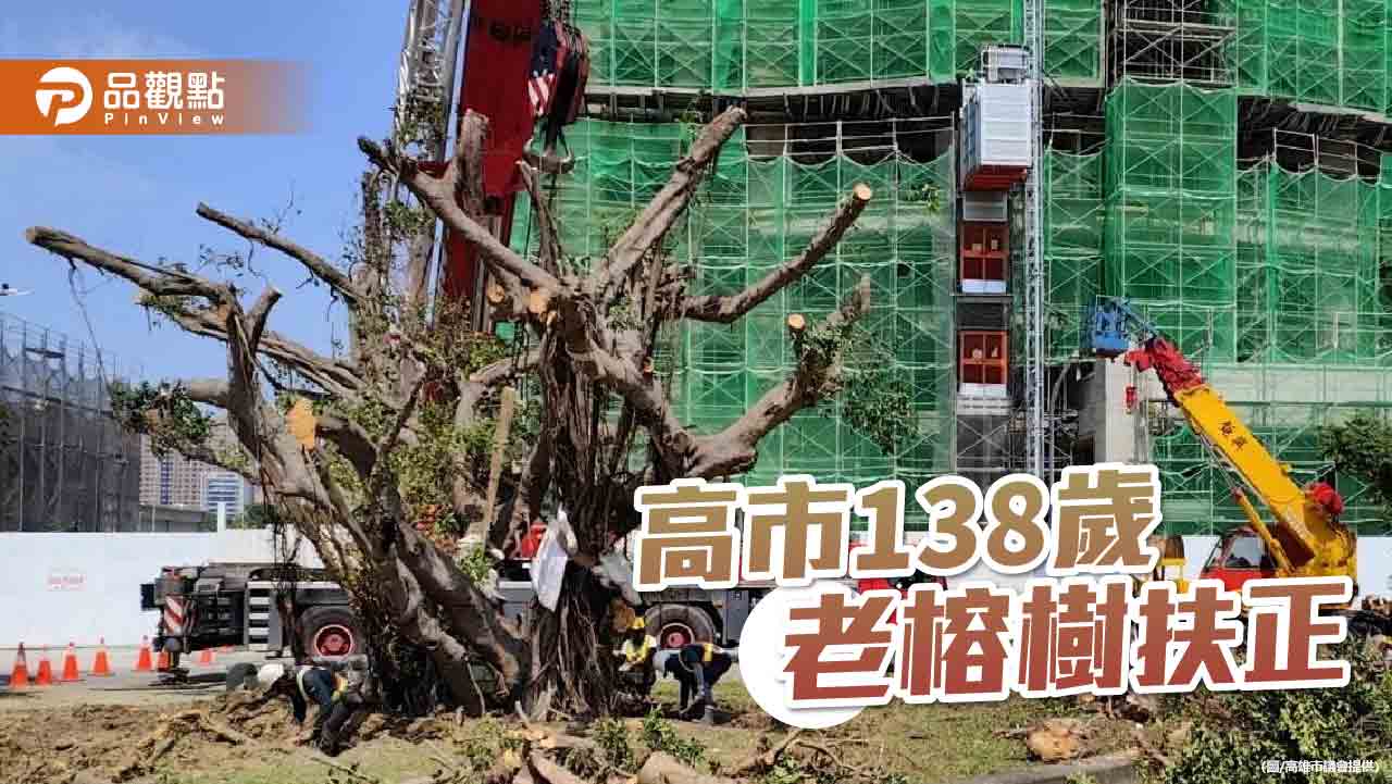 高市138歲老榕樹喜獲重生  康裕成：老樹有難 理應該盡力守護