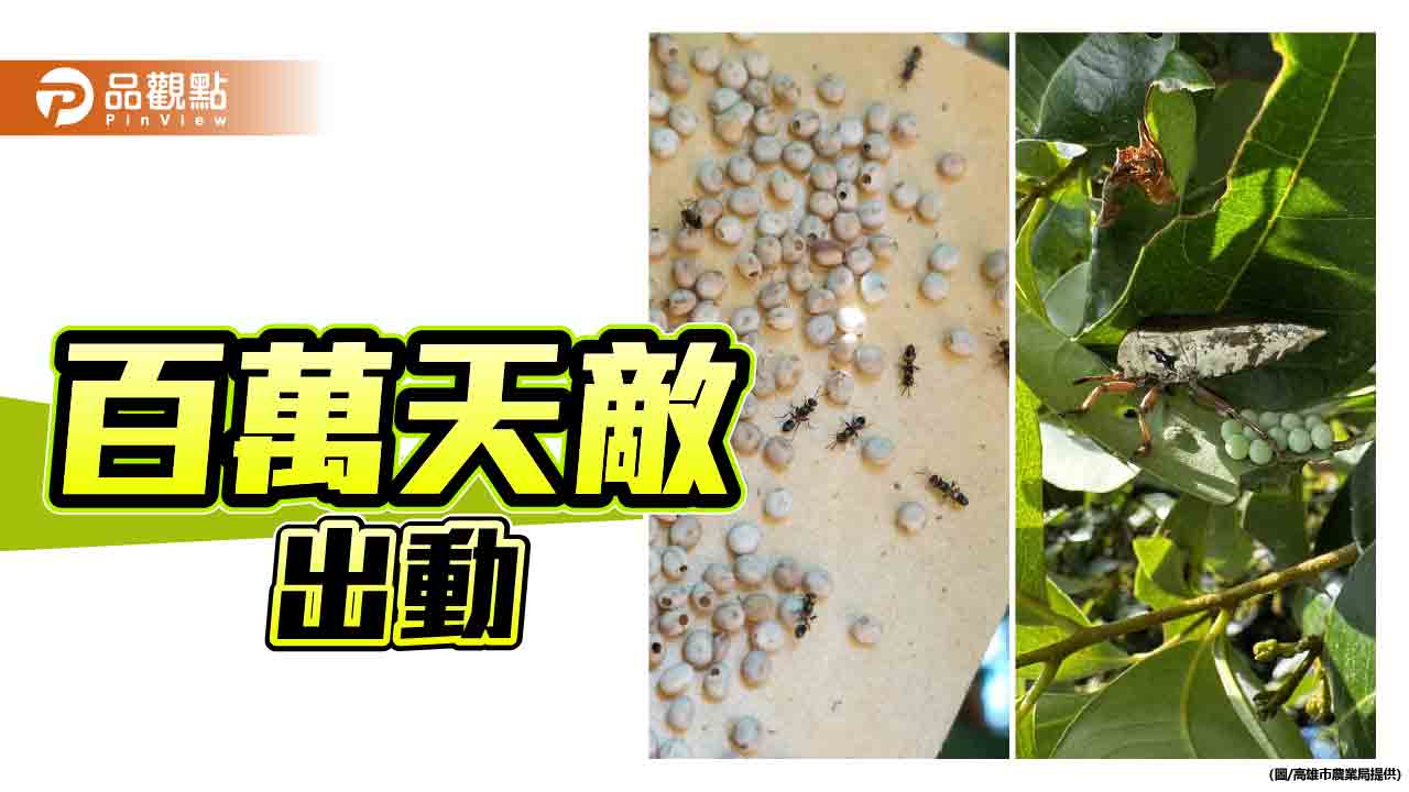 百萬天敵出動！農業局啟動平腹小蜂防治荔枝椿象