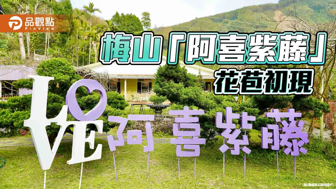 嘉義梅山阿喜紫藤綻放  浪漫花季即將登場