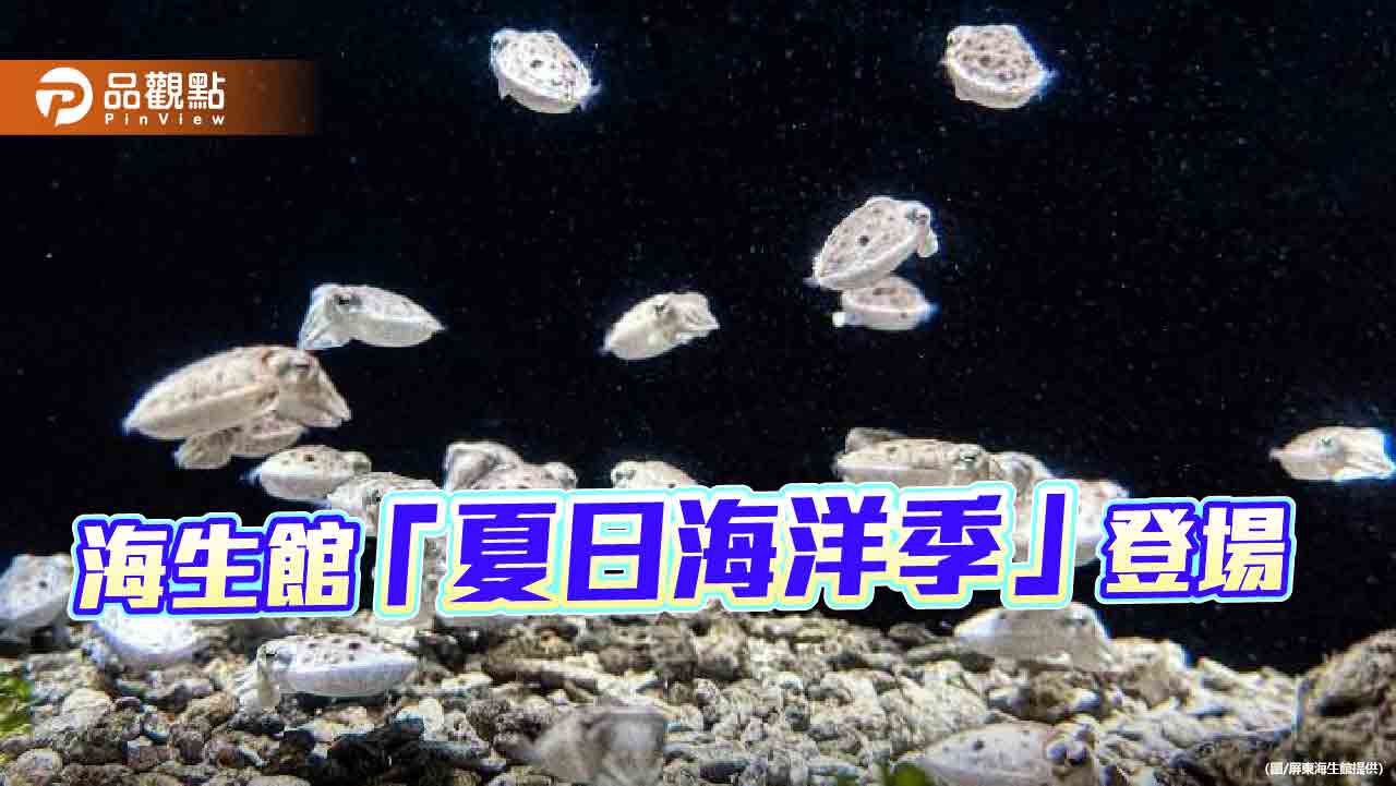 屏東海生館「夏日海洋季」 虎斑烏賊寶寶驚喜現身