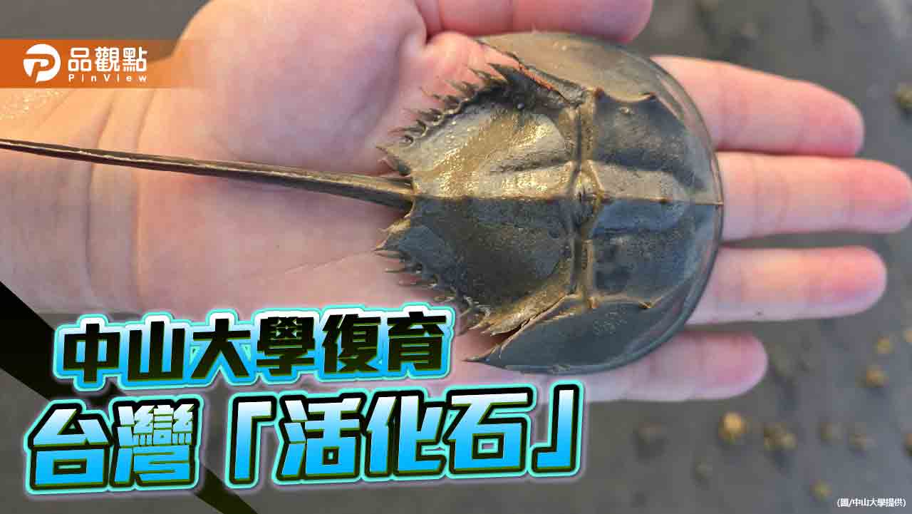 復育台灣「活化石」鱟類　中山大學張懿獲海洋保育貢獻楷模獎