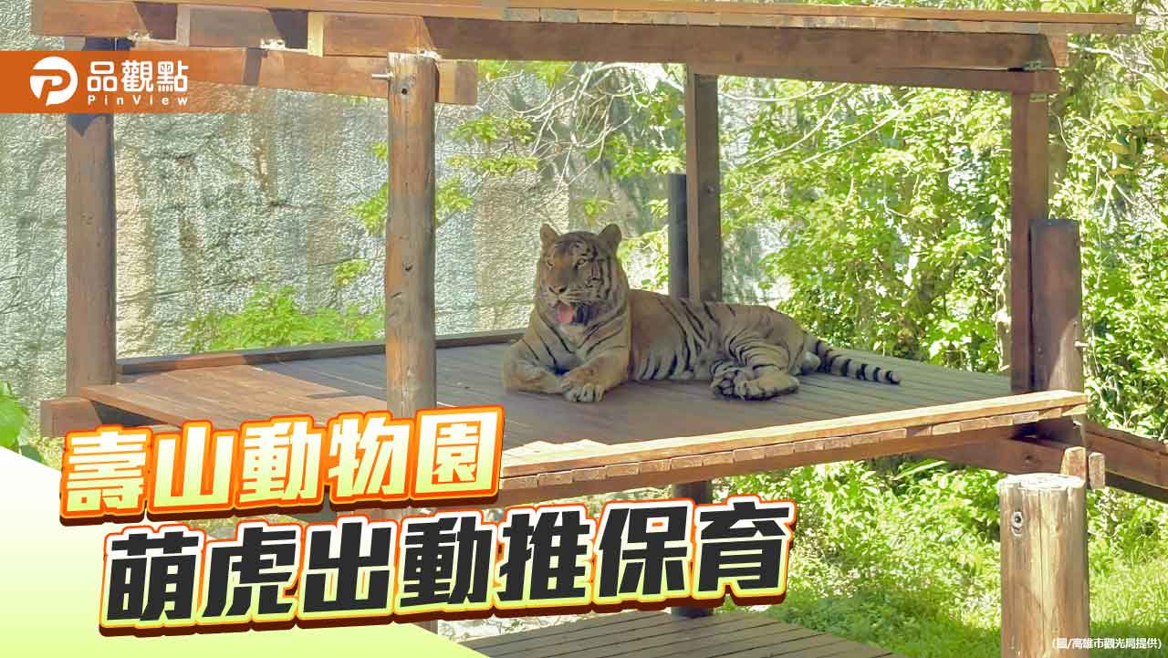 壽山動物園攜手紙風車推老虎保育計畫　《武松愛老虎》8/2旗糖園區登場