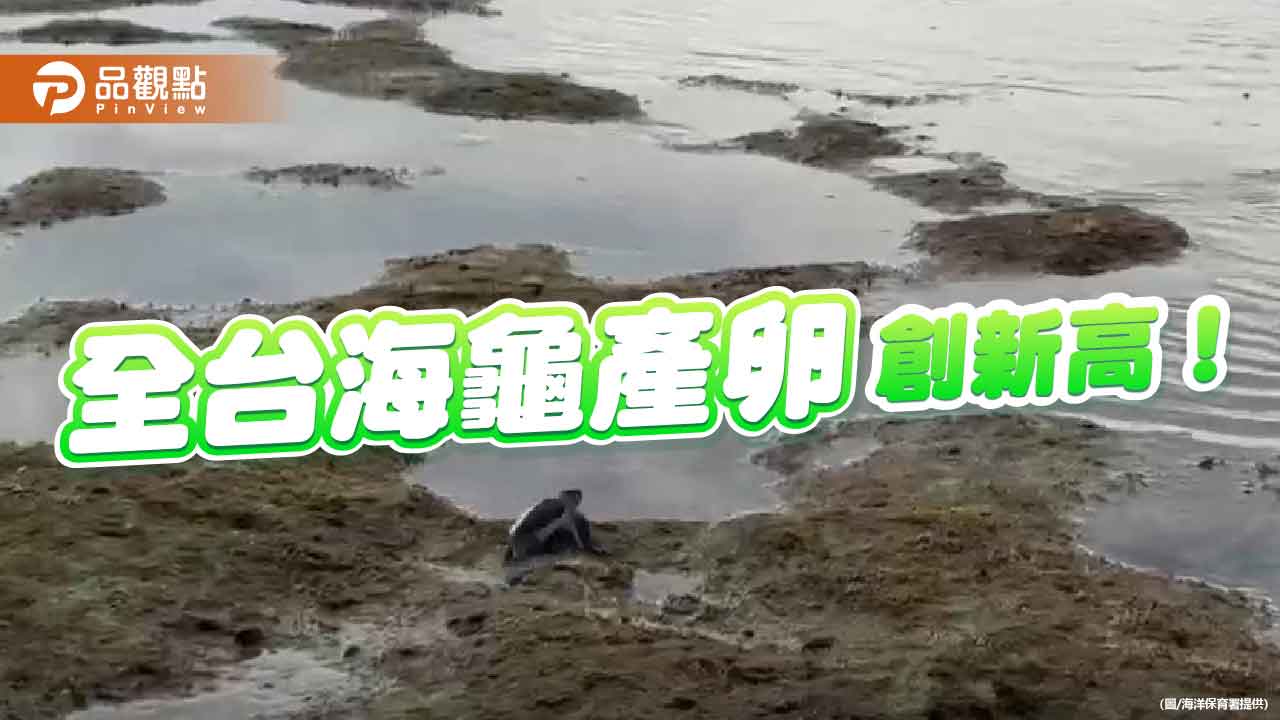 「龜」喜不斷！台灣六大棲地海龜產卵創新高