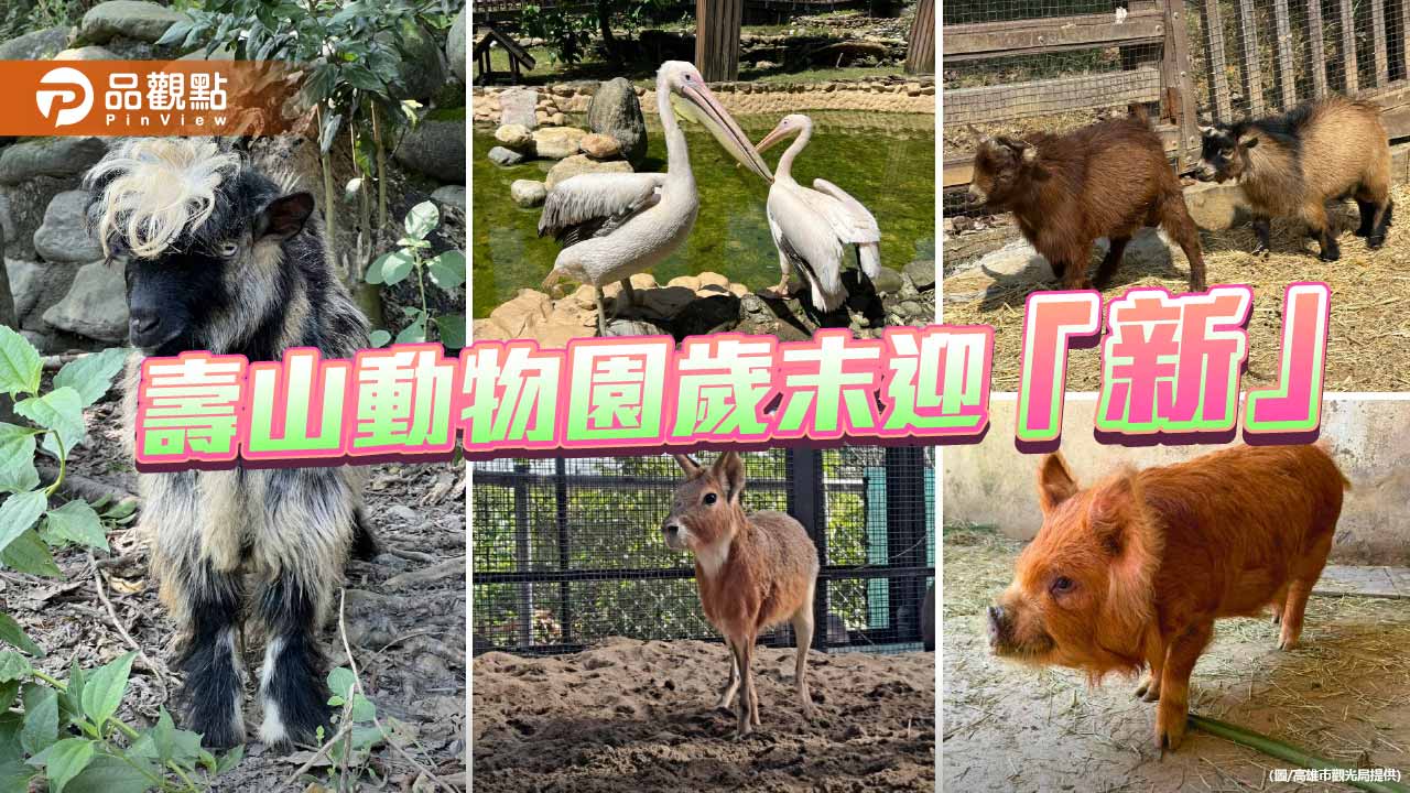 壽山動物園歲末迎新成員 鵜鶘、侏儒羊等萌獸報到
