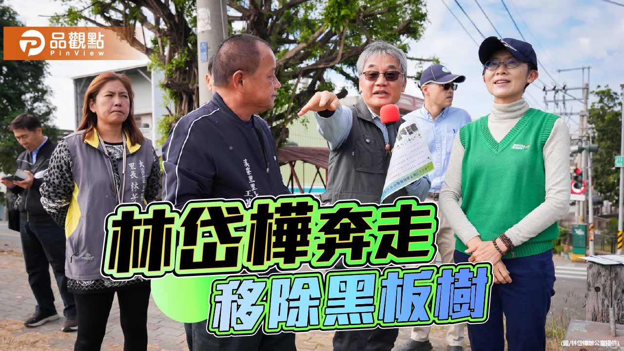 黑板樹分批移除   林岱樺：將民怨變改善進度表
