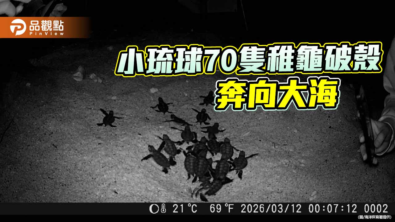 小琉球罕見冬季海龜卵窩孵化　低溫環境有望成雄性稚龜來源