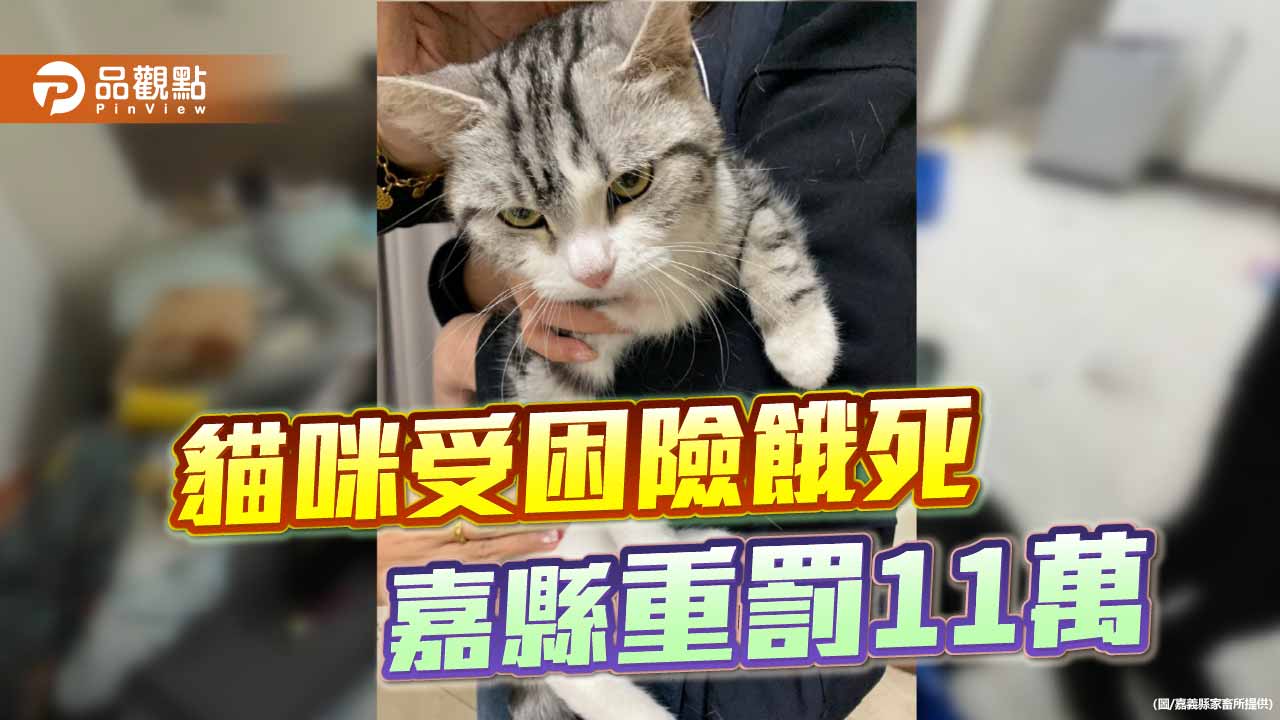 房客失聯棄養貓險餓死　嘉縣開罰11萬並列認養黑名單