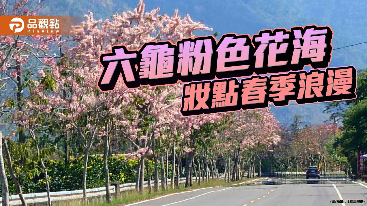 六龜台27甲線花旗木盛開 粉色花海綿延成春季限定美景