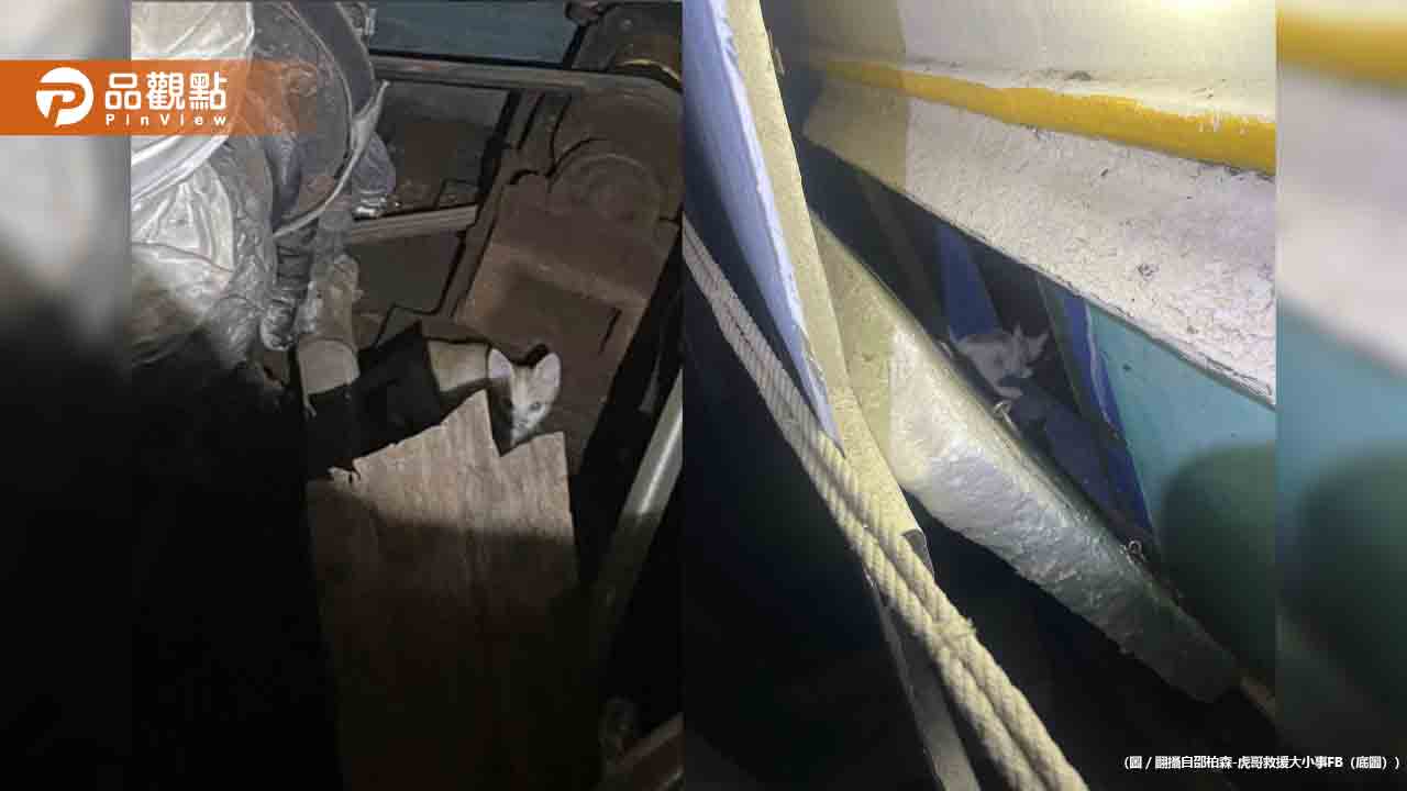 漁船虐貓男囂張嗆聲「浸豬籠淹死你們」！警方急救回2幼貓