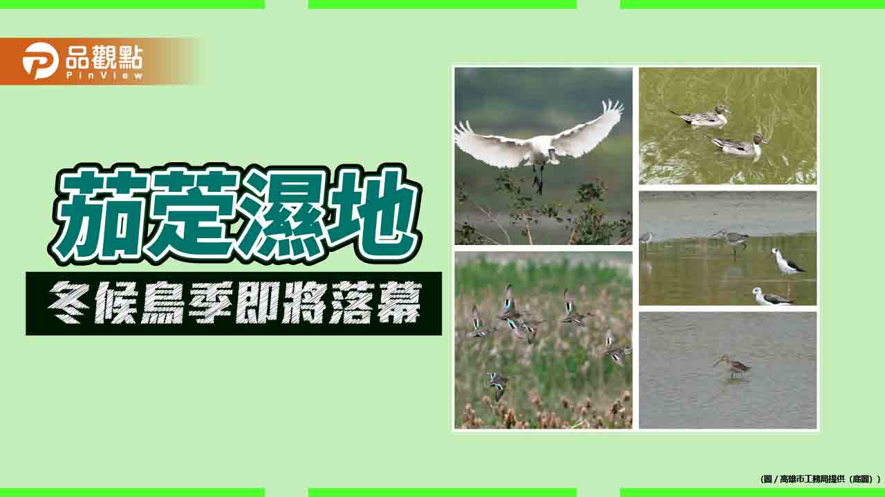 茄萣濕地候鳥季將落幕　冬鳥北返、春季過境水鳥接力登場