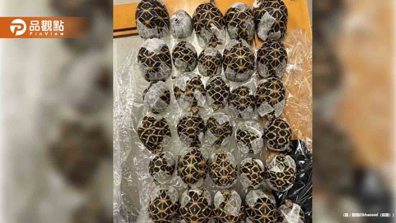 19歲台女走私30隻印度星龜遭逮！超扯闖關手法曝