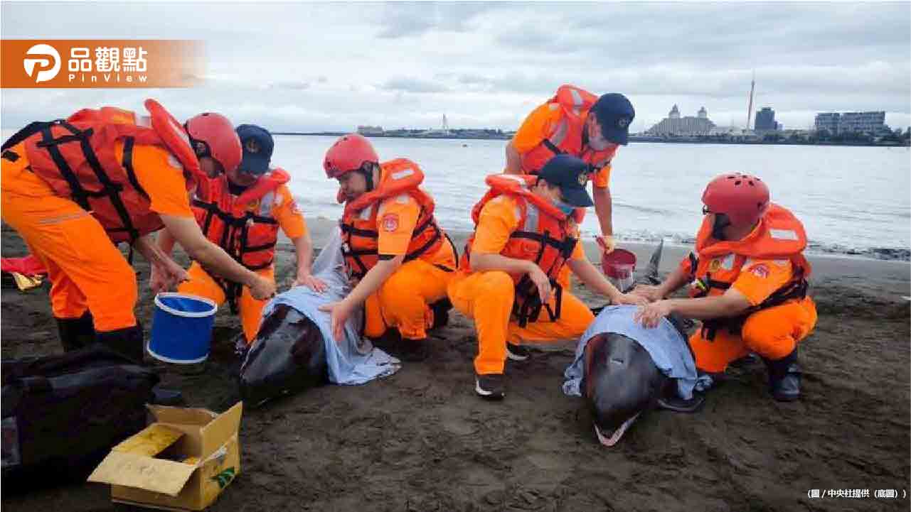 4隻小虎鯨八里海灘集體擱淺！海巡與動保人員冒雨搶救安置