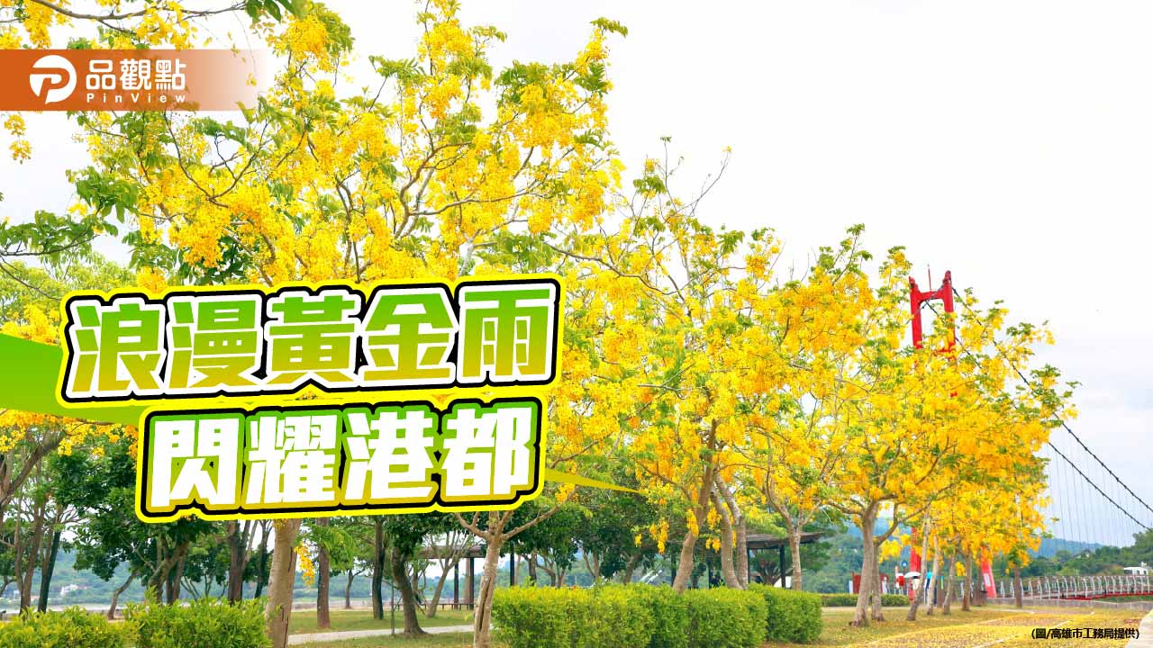 阿勃勒金黃盛放　高雄街頭迎來浪漫「黃金雨」