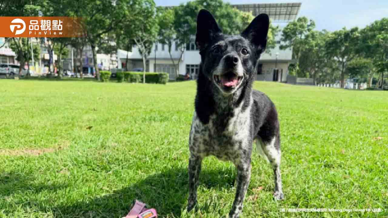 50萬懸賞！愛犬美琪雲林走失 桃園女飼主痛哭急找