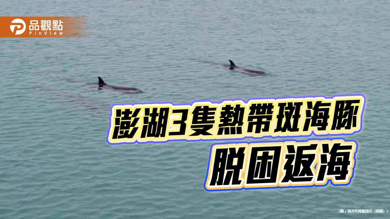 澎湖3隻熱帶斑海豚脫困返海　各界守護見證生命回歸自然