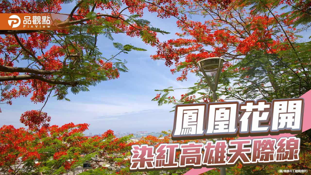 鳳凰木火紅綻放 高雄街頭披上初夏盛裝