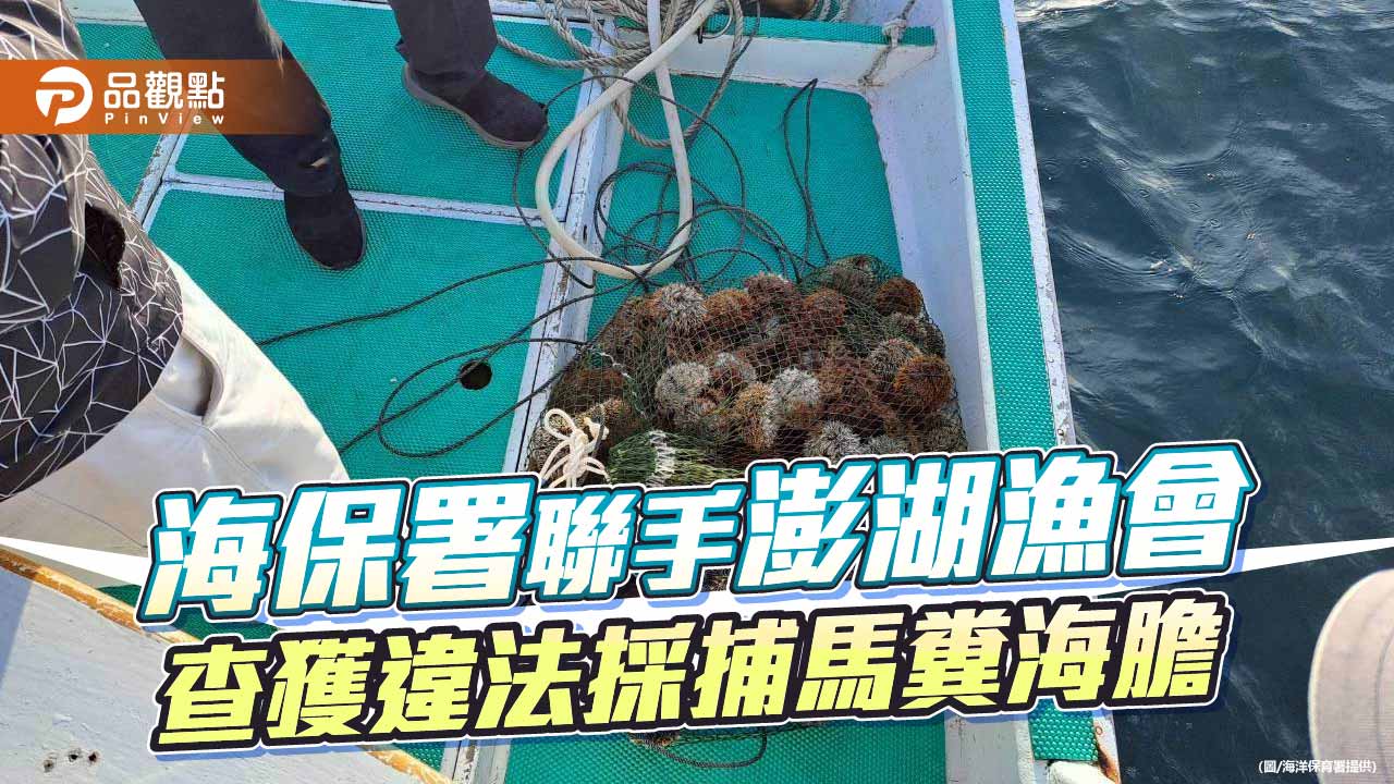 海空聯防奏效 澎湖查獲違法採捕154顆馬糞海膽