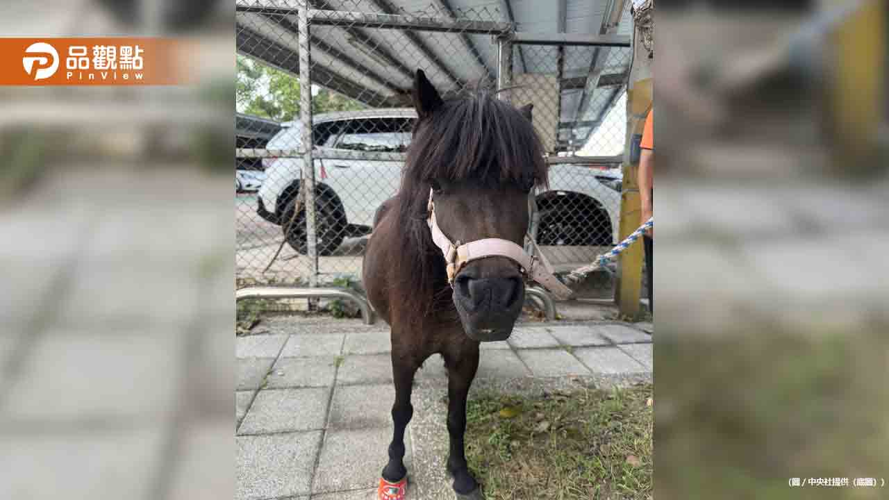 北投迷你馬三度逃家狂奔馬路！飼主累犯恐遭動保處重罰